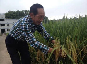 袁隆平90岁大寿,9层蛋糕全是水稻,依然管不住迈向稻田的腿