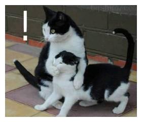 公猫也有乳房 挠沙发不是为了磨爪子 猫咪冷知识12则