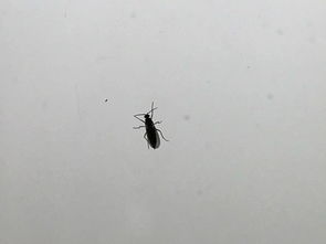 大家看看这是什么虫子啊,家里花盆附近很多这种小飞虫,白天在玻璃上,晚上爱往手机屏幕上 