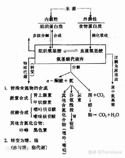 生化物质代谢 脂类为什么不可以转化成氨基酸？