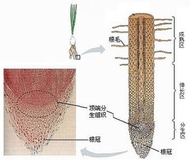 植物根尖纵切图片 搜狗图片搜索