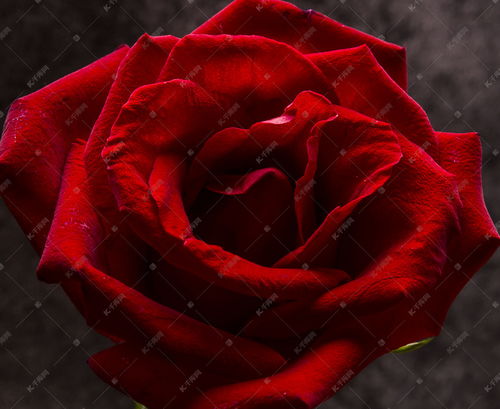 玫瑰花的叶子像什么,盛开的红玫瑰像什么？