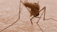 深圳今年已报告21例登革热 你还在家里养蚊子吗 