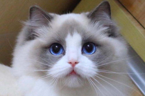布偶猫的眼睛都是蓝色的吗 可以通过眼睛来判断纯种