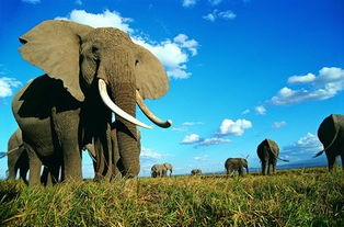 梦见大象是什么意思 梦乡中大象预兆什么呢