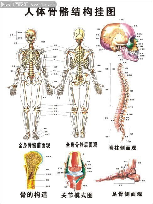 人体骨骼结构图挂图 展板POP 