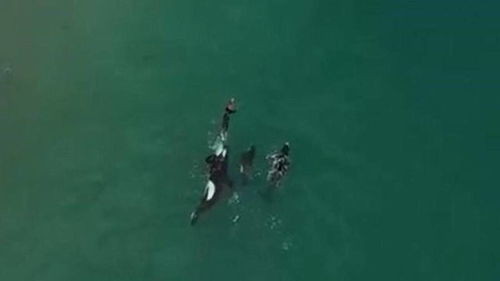 一个女人在海里游泳,突被虎鲸包围,无人机拍下惊人画面 