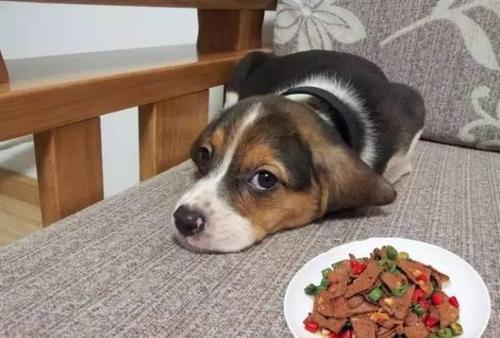 狗狗可以吃香菇吗 