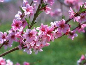 桃树 为什么先开花 再 长叶 结果 搜搜问 