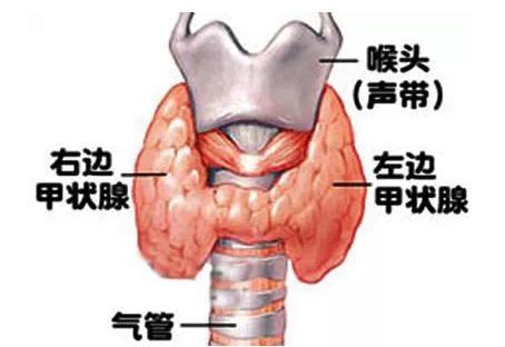 甲亢与健康之间的差距,是这样被拉开的