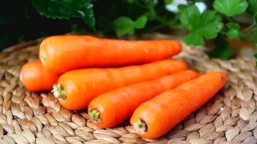 胡萝卜35度可生长吗 30度以上可种萝卜吗