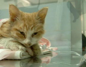 怎么有效预防猫瘟的发生 猫瘟自己可以治疗吗 