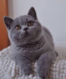 猫舍直销加菲猫蓝猫折耳猫包健康长相甜美 多只可选