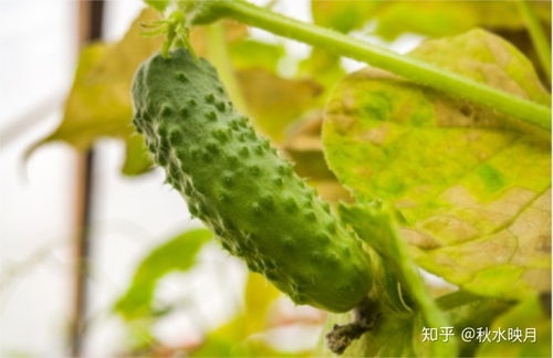 带花黄瓜吃不得 弯直是判断黄瓜是否有害的标准 