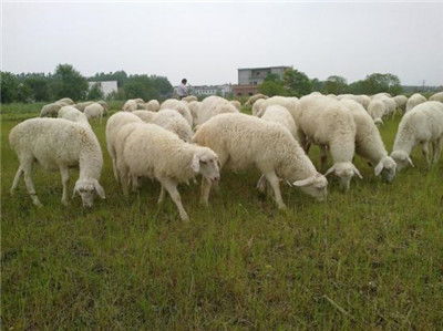 湖羊养殖技术及养殖效益,湖羊养殖需要注意什么