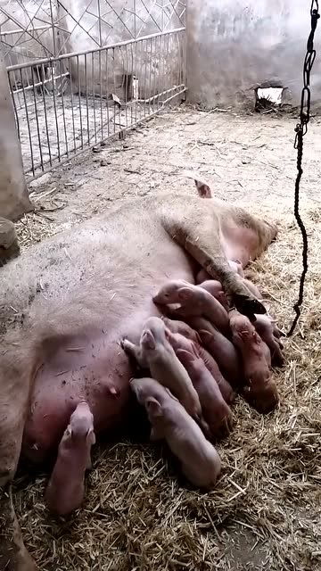 猪妈妈太伟大了,独自喂养十几只猪崽子 