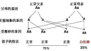 人类皮肤正常是由显性基因 A 控制.白化病是由隐性基因 a 控制.根据如图遗传图解分析回答下列问题 1 人类肤色的正常和白化在遗传学上称为相对性状.后代子女中②表现出来的性状是肤色正常 