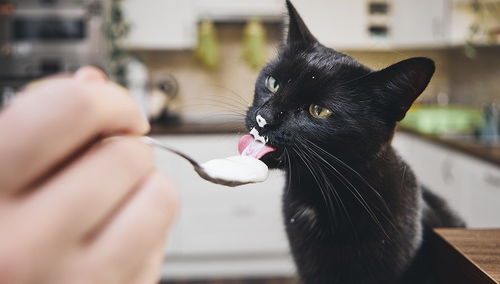 猫咪可以吃酸奶吗 酸奶对猫安全吗