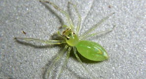 美科学家发现绿色蜘蛛等50个新物种 