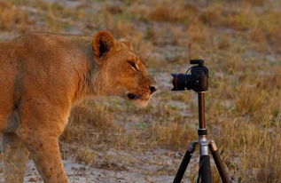 澳大利亚夫妇用遥控汽车拍摄非洲野生动物 高清组图