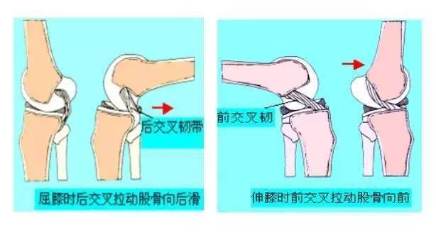 5种可以强化膝关节的运动,预防膝关节损伤