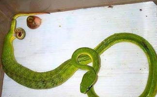 卵胎生 见证大蛇生下小蛇 
