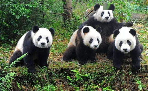 大熊猫真像外表一样软萌吗 详解大熊猫战斗力 戴墨镜的都不好惹