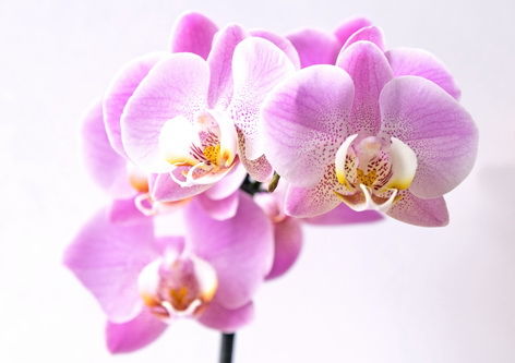 紫兰花的花语以及寓意