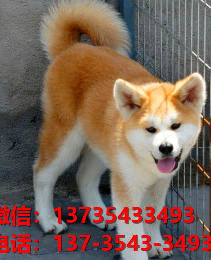 健康正宗的秋田犬 北京犬舍宠物狗狗出售在哪有狗市场卖狗买狗地方