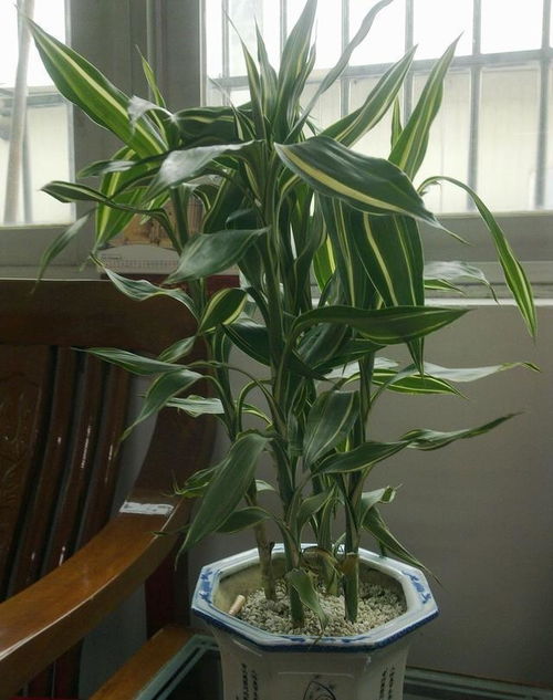 土培富贵竹可以养在室外吗？