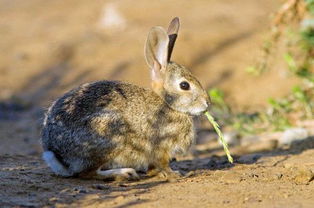 怎么判断兔子几个月了（一公一母兔子能放一起养吗）