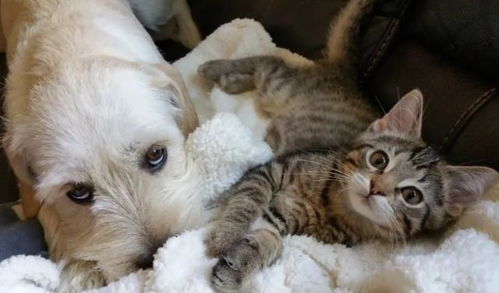 家中的狗狗带回来一只小猫,原来小猫的妈妈,是狗狗好朋友