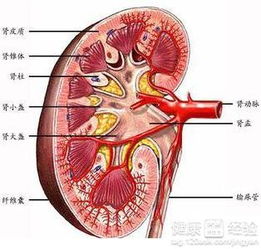 肾炎病人吃什么药好