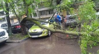 男子的车被台风刮倒的大树给砸了,走近一看却开心坏了 