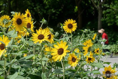 每日运势资讯 生活日记 属猪人运势 2022年7月