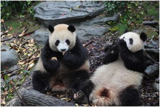 成都大熊猫 梅兰 被欺负了 网友操碎了心 熊猫基地官方回应来了