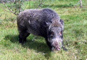 银幕上十大残暴动物 食人野猪极其恐怖 