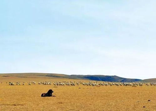蒙古牧羊犬,古老 东方咬狼犬 一种能够驱赶并杀死狼的大型猛犬
