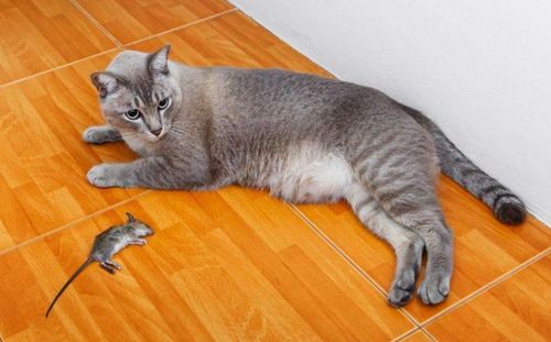 为什么现在的猫都不抓老鼠 研究证明,猫抓老鼠并不是本能
