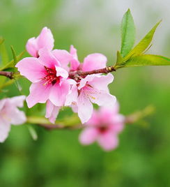 桃花在八字中代表什么意思