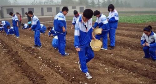 小学生到劳动基地体验捡鸡蛋教案(幼儿园捡鸡蛋活动)