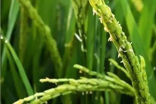 水稻抽穗扬花如何管理,水稻太密了不抽穗