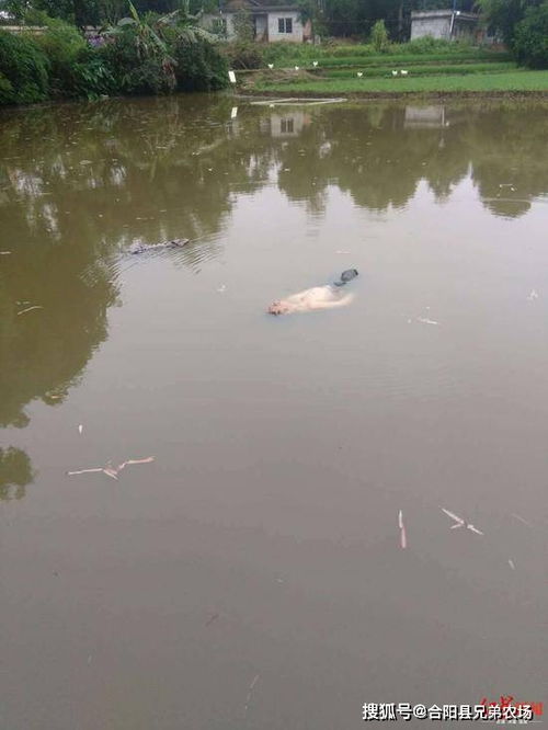 醉汉坠湖漂一夜被救后称梦见视察洪水 网友 大难不死必有后福