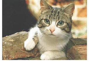 健康猫可以吃猫胺吗 猫胺膏怎么选