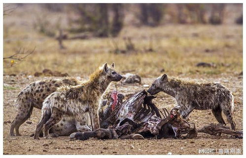 斑鬣狗为什么喜欢掏肛 动物被掏肛时为什么原地不动