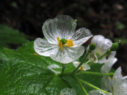 山荷叶花为什么会变透明 花瓣充满水分,光线由反射变为折射变成透明 