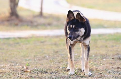 中华犬的10大品种