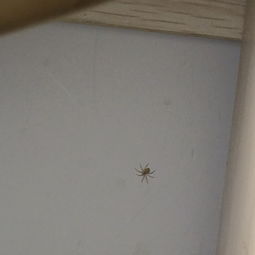 家里的小蜘蛛,请问这种是什么蜘蛛呢 能帮助吃小虫子吗 