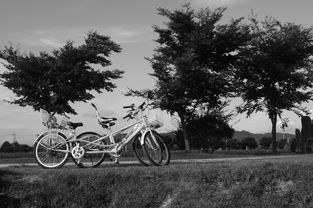 自行车,松,景观,黑与白,内存,爱情 