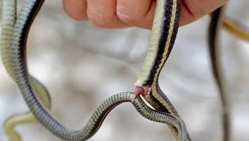 蛇有两个繁殖器官